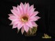 Echinopsis hybrid   Gelaxy   X   Desert Orchid