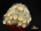 Mammillaria scheinvariana