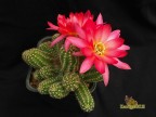 Chamaelobivia  hybrid cv.Rainbow