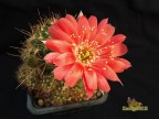 Lobivia schreiteri f.caespitosa