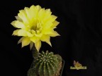 Echinopsis hybrid 'Sunny Day' 