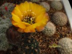 Lobivia rubescens L 465, Humahuaca, Jujuy, 3600m, Arg.