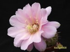 Echinopsis hybrid  Schick's 'Tuffet'