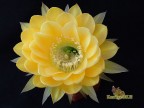 Echinopsis hybrid   Желтый Крем X Intensiv