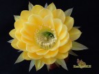 Echinopsis hybrid   Желый Крем X Intensiv