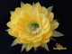 Echinopsis hybrid   Ясно солнышко   X   Желтый Крем