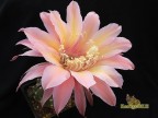 Echinopsis hybrid 'Intensiv' 