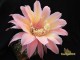 Echinopsis hybrid  Желый Крем X Intensiv