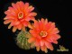 Echinopsis hybrid   'Sasquatch'    X   'Splash'