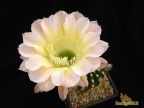    Echinopsis hybrid 'Edwardian Lady'   X  'Serj' 