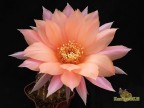 Echinopsis hybrid  Oaxaca