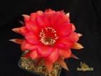 Echinopsis hybrid 'Flaming Silk' 