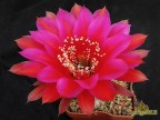  Echinopsis hybrid Потомок Оракула X Red Paramount