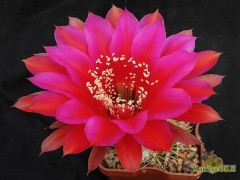 Echinopsis hybrid  Потомок Оракула X Red Paramount