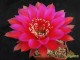 Echinopsis hybrid   'Serj'    X   Потомок Оракула