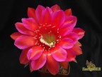  Echinopsis   hybrid Жар Земли X Потомок Оракула