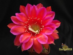  Echinopsis   hybrid  Жар Земли X Потомок Оракула