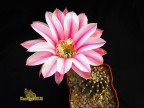   Echinopsis hybriden   Gelaxy   X   Desert Orchid