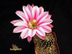 Echinopsis hybrid   Gelaxy   X   Desert Orchid