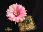  Echinopsis hybrid  Розовый Жемчуг  X   Madame Pele