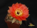   Echinopsis hybrid Колибри(Wessner 2004-2) X  Madame Pele