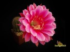   Echinopsis hybrid  Emotion  X  Intensiv