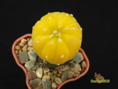 Astrophytum asterias  f.peach