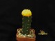 Astrophytum asterias  f.peach