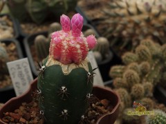 Gymnocalycium ragonesei f.roseiflorum - růž.květ i tělo 