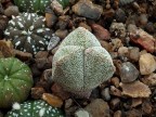 Astrophytum myriostigma 3-costatum      