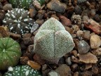 Astrophytum myriostigma 3-costatum      