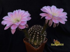 Echinopsis hybrid   Sansibar X Ate