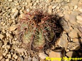 Купить семена Echinocactus