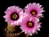 Купить семена Echinocereus