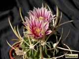 Купить семена Echinofossulocactus (Stenocactus)