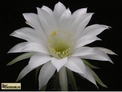 Echinopsis subdenudata - beztrnná, vel.bílé květy 