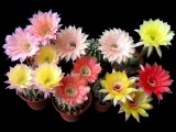 Echinopsis hybrid купить