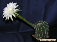 Echinopsis hybrid