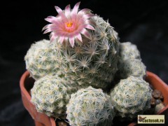 Escobaria sneedii SB173, Dona Ana Co, NM