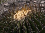 Echinocactus visnaga RUS 335, Charco Blanco, SLP
