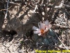 Echinocactus horizontalonius v. subiki,   Nuevo Leon, Ejido Soledad  RUS-343