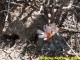 Echinocactus horizonthalonius v. subiki,   Nuevo Leon, Ejido Soledad  RUS-343