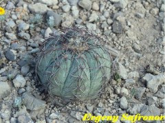 Echinocactus horizontalonius, Coahuilla, Rancho La Campana  RUS-390