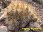 Echinocereus enneacanthus, SLPotosi, San Francisco RUS - 059