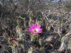 Echinocereus pentalophus RUS-356, Las Herreras, NL 