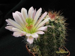 Echinocereus coccineus JRT593 Jarilla Mts., NM, rare white flowering    