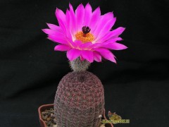 Echinocereus rigidissimus rubrispinus L088