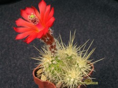 Echinocereus klapperi - neue Art von El Novillo, Sonora, selten!