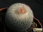 Epithelantha micromeris LAU749