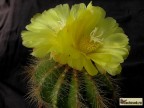 Eriocactus magnificus 